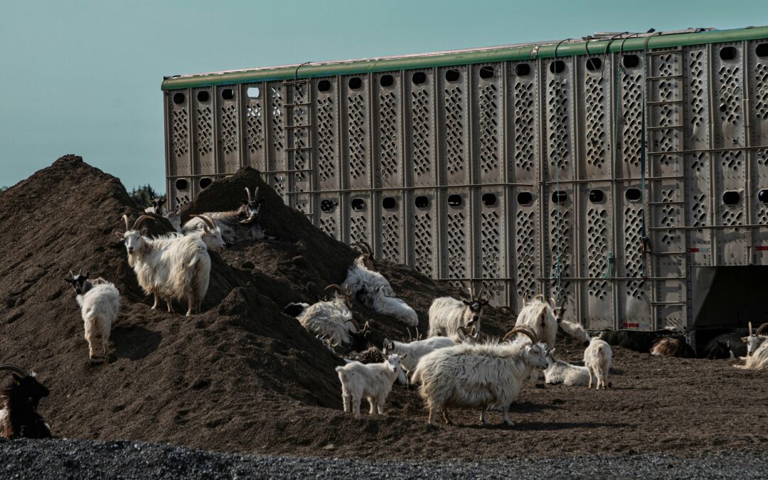 Cartels Hiding Fentanyl In Livestock Trailers: REPORT