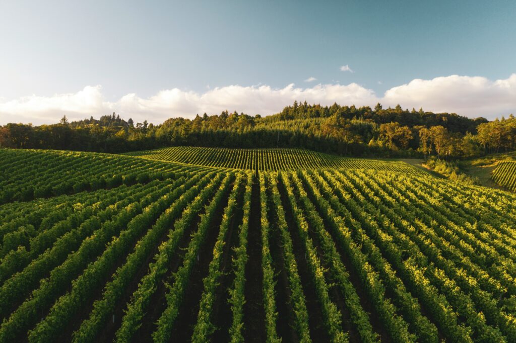 American Farmers to Receive $12 Billion in Tariff Relief